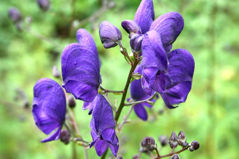 Monkshood is a striking herbaceous perennial native to western and central Europe, prized for its tall spires of hooded, deep blue-purple flowers