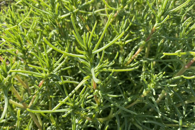 Agretti is an unusual Italian salad vegetable with thin, succulent, grass-like leaves that have a distinctive salty, mineral flavour