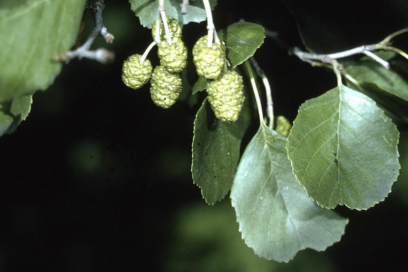 Alder is a fast-growing native British deciduous tree with dark green, rounded leaves and distinctive woody cones that persist through winter