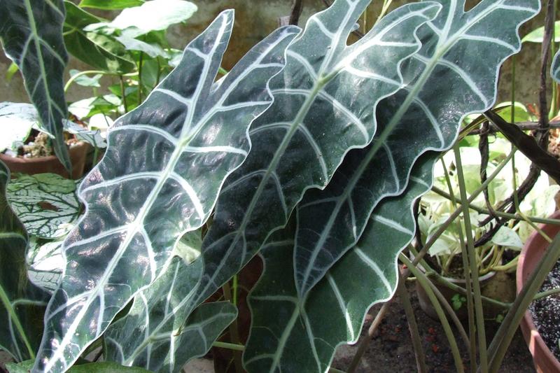 Alocasia is a striking tropical houseplant prized for its dramatic arrow-shaped leaves with prominent white veins and deep green colouration