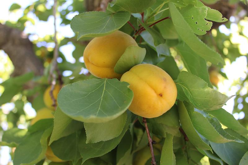 Apricot is a deciduous fruit tree producing fragrant pale pink blossoms in early spring followed by golden-orange, velvety-skinned fruits in mid to