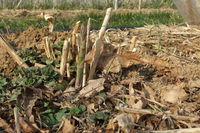 Asparagus (Asparagus officinalis): UK gardeners value asparagus for its delicious early-season harvest and relatively low maintenance once
