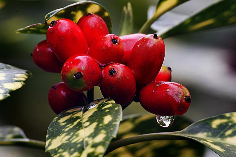 Aucuba is an evergreen shrub native to Japan, prized for its glossy, often variegated foliage and remarkable tolerance of deep shade