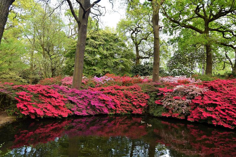 Azaleas are spectacular spring-flowering shrubs renowned for their vibrant blooms in shades of pink, red, white, orange, and purple