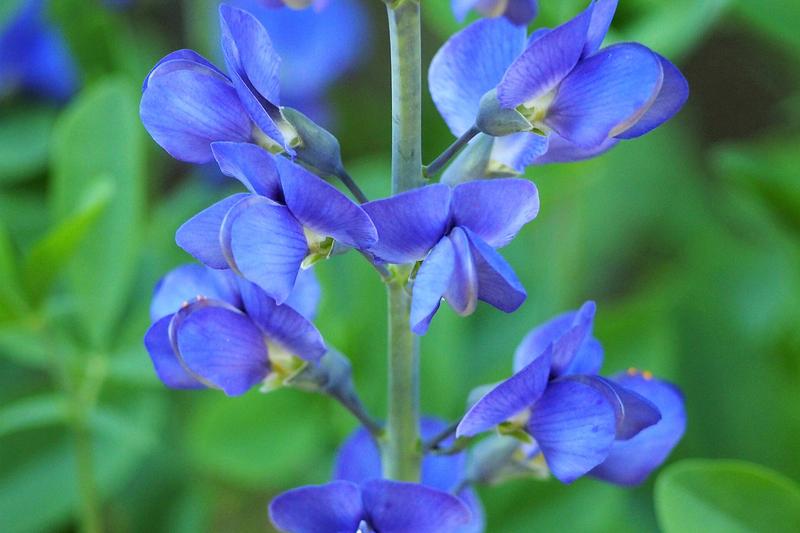 Baptisia australis is a robust herbaceous perennial native to North America, prized in UK gardens for its striking indigo-blue lupine-like flowers