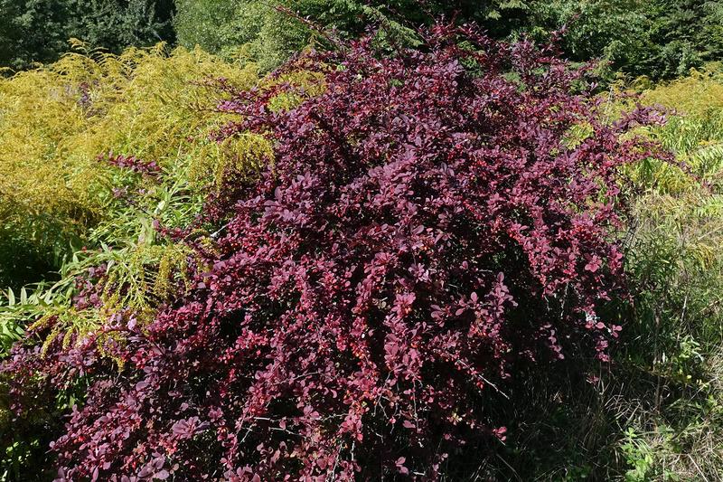 Berberis thunbergii is a deciduous shrub prized for its vibrant foliage, thorny stems, and excellent autumn colour