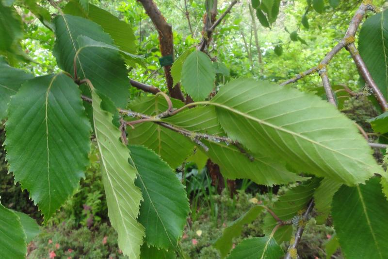 Himalayan Birch (Betula utilis var. jacquemontii): The Himalayan Birch is a stunning deciduous tree prized for its brilliant white bark that peels in