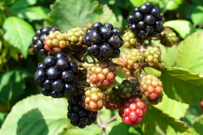 Blackberry (Rubus fruticosus): The plant features white or pale pink flowers in early summer and attractive palmate leaves that often turn reddish