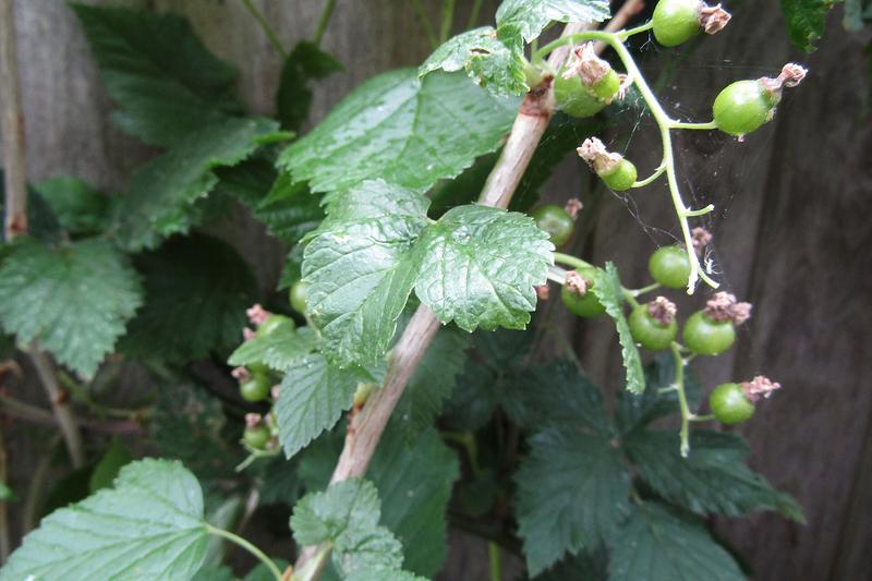 Blackcurrant (Ribes nigrum): Growing 1.2–1.8 metres tall, it bears aromatic leaves and small greenish flowers in spring, followed by glossy black