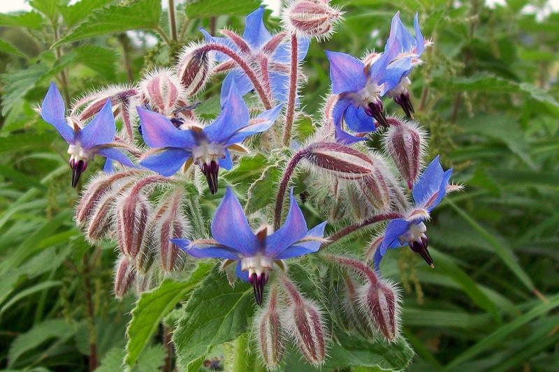 Borage is a vigorous annual herb native to the Mediterranean, prized by UK gardeners for its striking star-shaped blue flowers and cucumber-flavoured