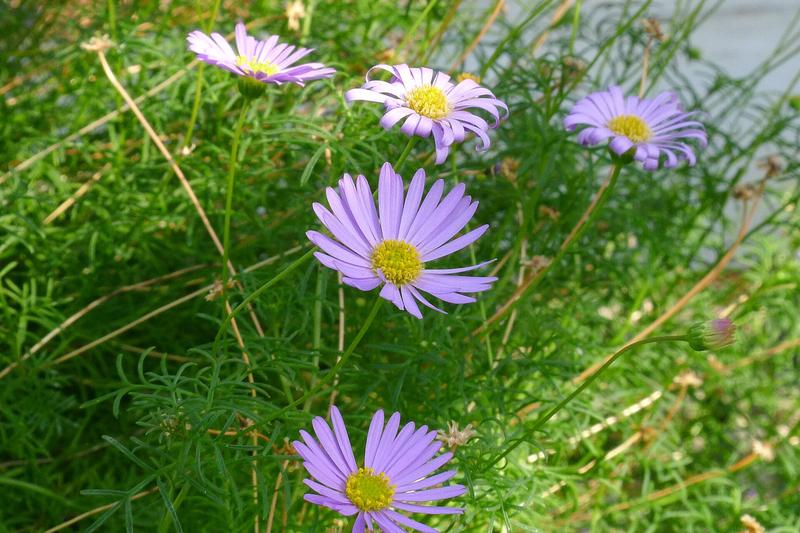 Swan River Daisy is a delicate Australian annual producing masses of daisy-like flowers in shades of blue, purple, pink, and white throughout summer