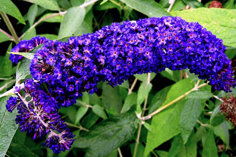 Buddleia is a fast-growing deciduous shrub renowned for its long, fragrant flower spikes that bloom from midsummer to autumn in shades of purple