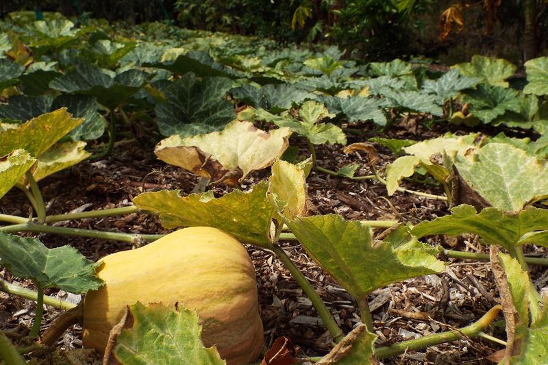 Butternut squash is a vigorous trailing vine producing distinctive bell-shaped fruits with sweet, nutty orange flesh and smooth tan skin