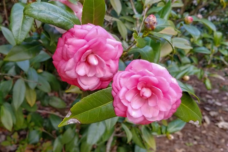 Camellia is an evergreen shrub prized for its glossy dark green foliage and spectacular rose-like blooms that appear from late winter through spring