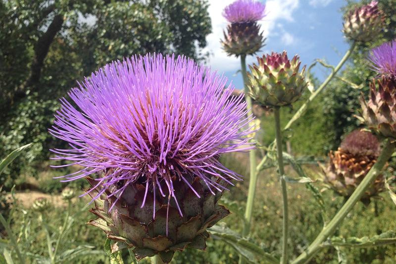 Cardoon (Cynara cardunculus): Growing up to 2 metres tall, it produces dramatic silvery-grey, deeply divided leaves and thistle-like purple flowers