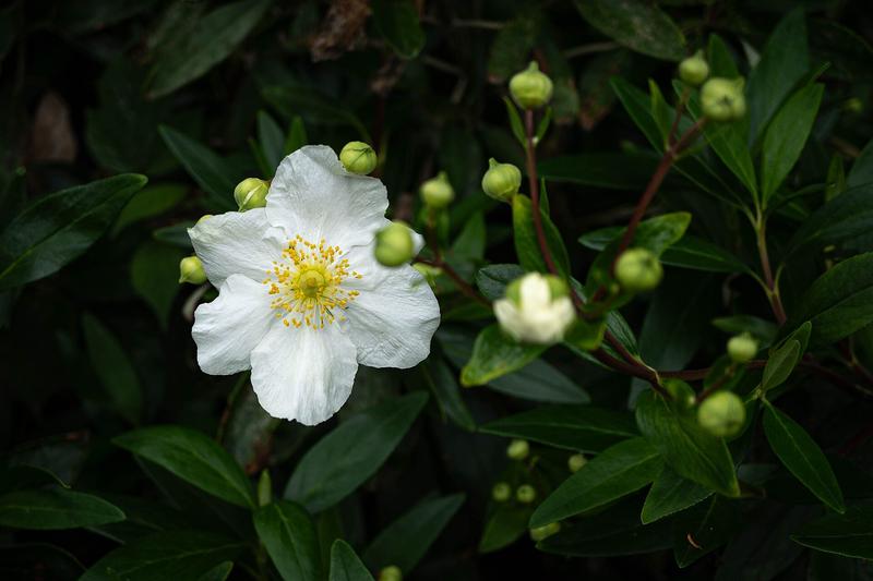 Carpenteria is a stunning evergreen shrub native to California, prized for its large, fragrant white flowers with golden stamens that appear in summer