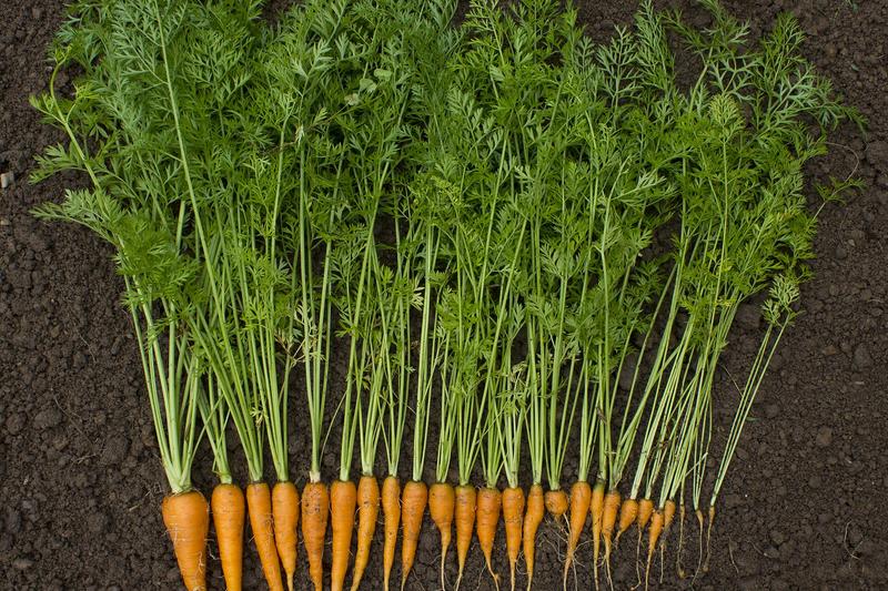 Carrots are biennial vegetables grown as annuals for their sweet, crunchy taproots in shades of orange, purple, yellow, and white