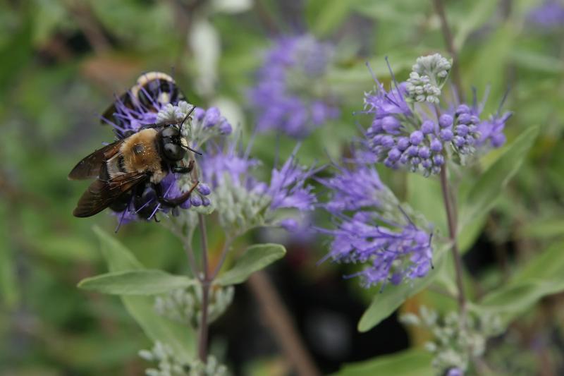 Caryopteris (Caryopteris x clandonensis): This hybrid originated from crosses made in the mid-20th century and has become a staple in British gardens