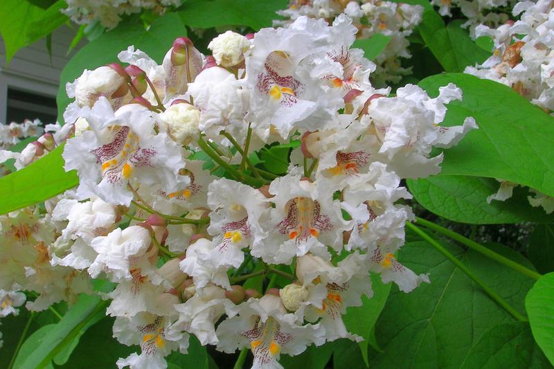 Indian Bean Tree (Catalpa bignonioides): The Indian Bean Tree is a striking deciduous tree native to the southeastern United States, prized in UK