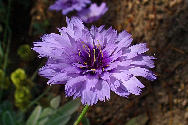 Catananche is a charming Mediterranean perennial prized for its papery, cornflower-blue flowers that appear throughout summer on wiry stems above