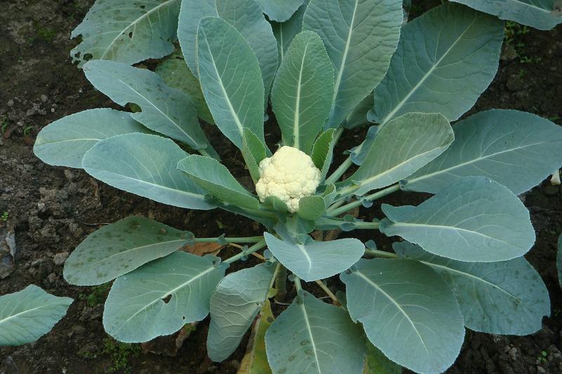Cauliflower is a cool-season brassica prized for its dense, white curd (immature flower head) that forms a compact dome surrounded by protective