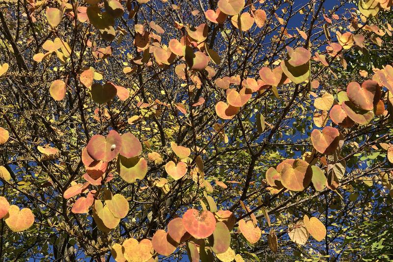 Katsura Tree (Cercidiphyllum japonicum): In spring, the foliage emerges bronze-pink before turning blue-green in summer, then transforming to vibrant