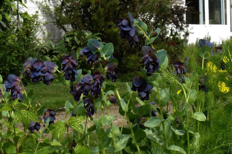 Cerinthe major 'Purpurascens' is a striking half-hardy annual native to the Mediterranean, prized for its unusual blue-purple tubular flowers and