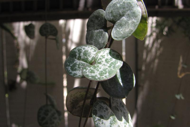 String of Hearts is a delicate trailing succulent with heart-shaped, silver-marbled leaves cascading from thin, purple stems