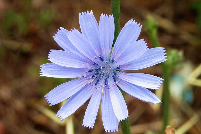 Chicory is a hardy perennial vegetable grown as an annual in UK gardens, prized for its crisp, slightly bitter leaves and blanched chicons