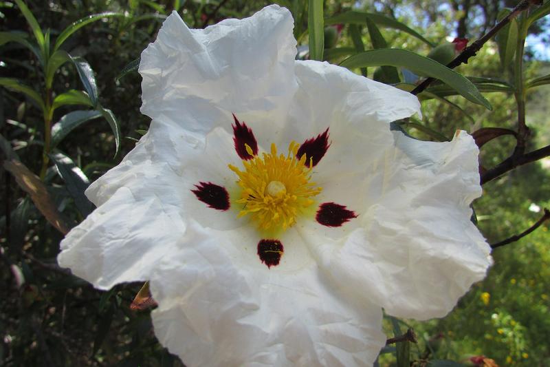 Cistus (Cistus ladanifer): Native to Spain and Portugal, this aromatic species thrives in hot, dry conditions and produces fragrant, sticky resin on
