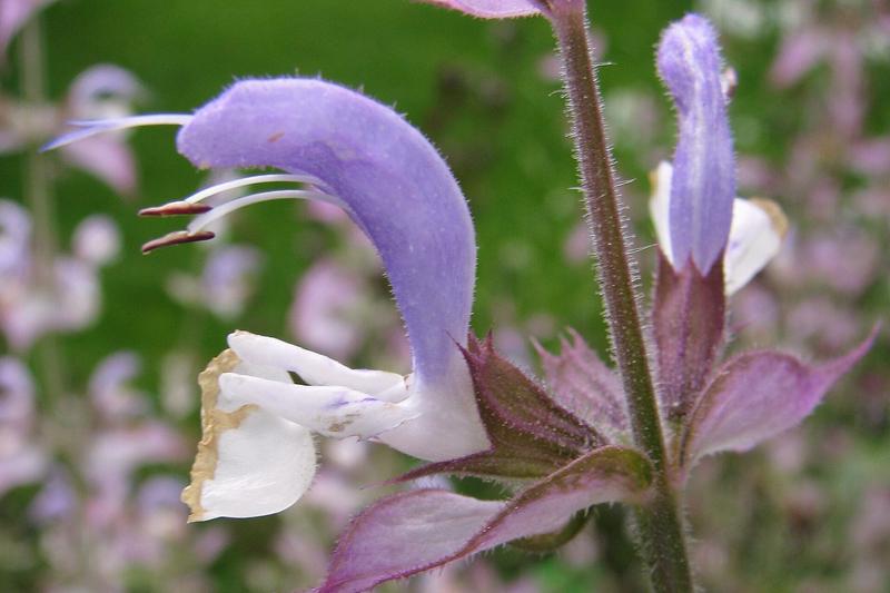 Clary sage is a striking biennial or short-lived perennial herb native to the Mediterranean and southern Europe, grown in UK gardens for its tall