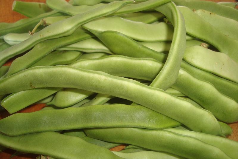 Climbing French Bean is a vigorous annual vegetable producing long, slender green pods on twining stems that can reach 2 metres or more
