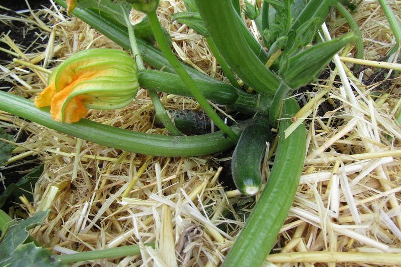 Courgette (Cucurbita pepo): Yellow varieties such as 'Soleil' and compact patio types such as 'Patio Star' are popular for smaller gardens