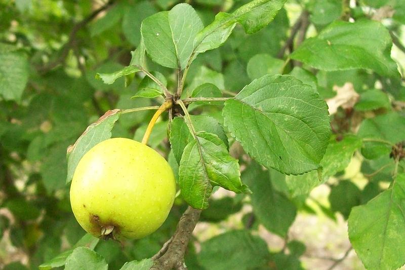 Crab Apple (Malus sylvestris): The crab apple is a native British deciduous tree renowned for its profuse spring blossom in shades of white to pink
