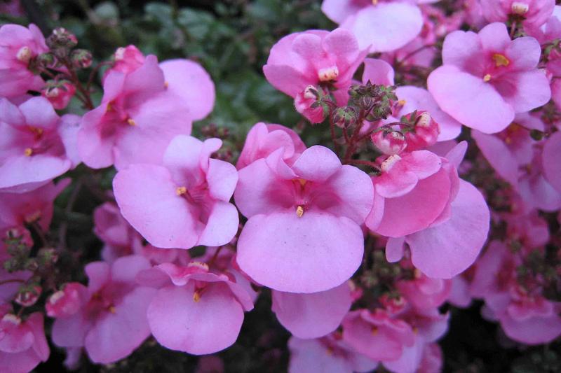 Diascia is a charming South African perennial prized for its profusion of delicate, spurred flowers in shades of pink, coral, salmon, and white