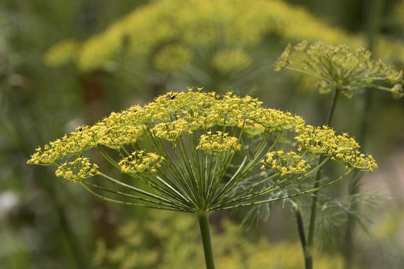 Dill is an aromatic annual herb with feathery blue-green foliage and umbrella-like clusters of yellow flowers, native to the Mediterranean and
