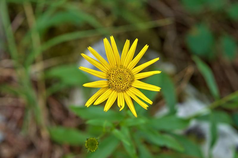 Leopard's Bane (Doronicum orientale): Growing to around 40–50 cm tall, it forms neat clumps of heart-shaped leaves that provide attractive ground