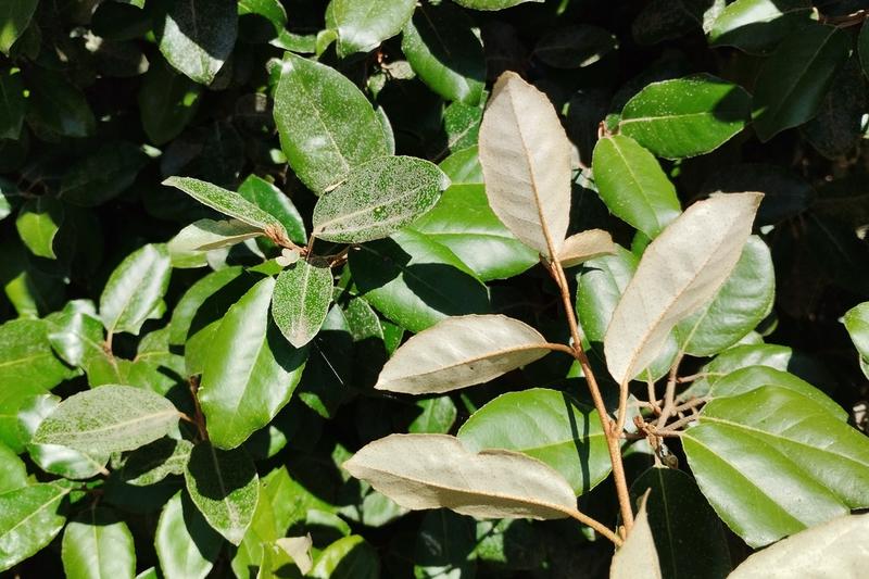 Elaeagnus is a vigorous evergreen shrub prized for its glossy, silvery-green foliage and sweetly scented autumn flowers