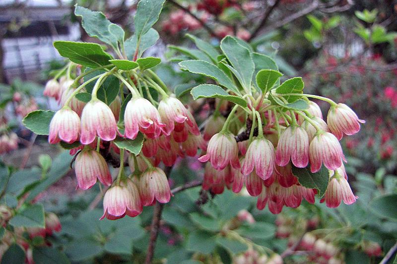 Enkianthus (Enkianthus campanulatus): In autumn, the foliage transforms into brilliant shades of red, orange, and yellow, making it an outstanding