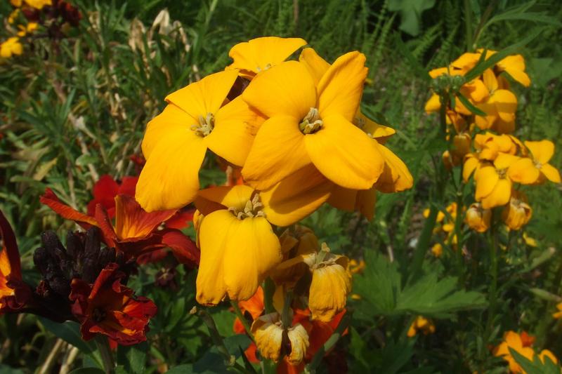 Perennial Wallflower is a short-lived evergreen perennial cherished for its intensely fragrant flowers in shades of yellow, orange, red, and burgundy