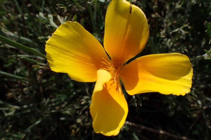 California Poppy (Eschscholzia californica): Growing 20–40 cm tall with feathery, blue-green foliage, it blooms prolifically from June through