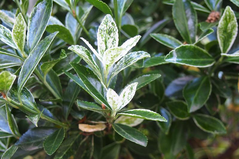Euonymus (Euonymus fortunei): This low-growing or climbing plant offers year-round interest with cultivars displaying green, gold, silver or