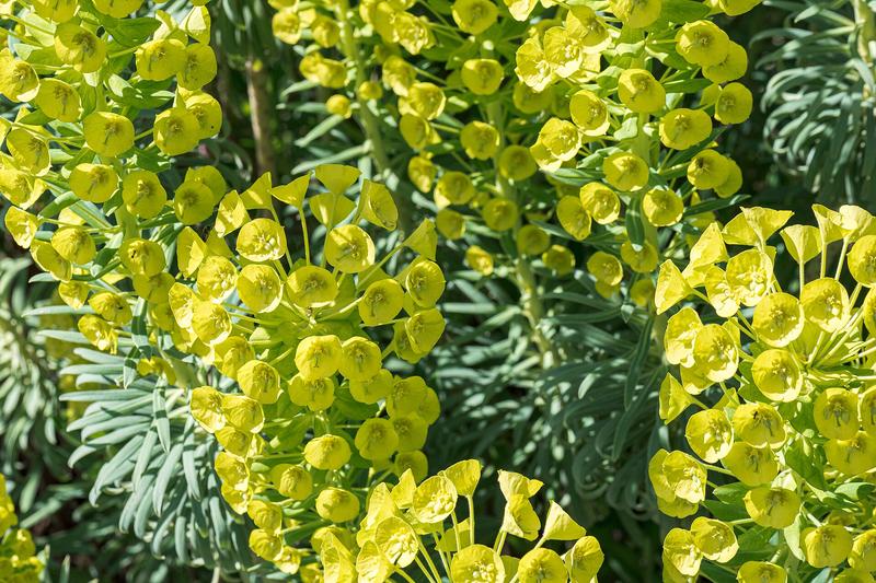 Euphorbia (Euphorbia characias): This robust plant forms substantial clumps of blue-green foliage topped with dramatic lime-yellow flower heads from