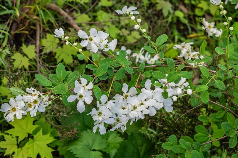 Pearl Bush is a deciduous flowering shrub celebrated for its profusion of pure white, five-petalled flowers that appear in late spring, resembling