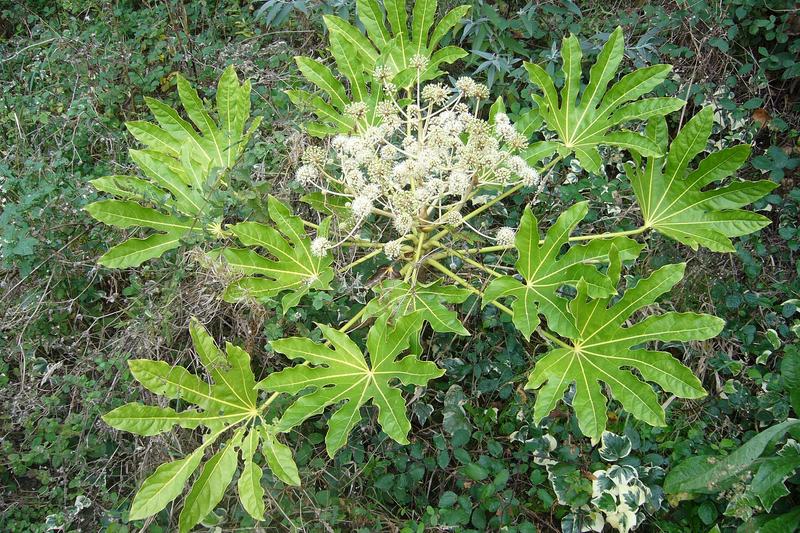 Fatsia is a bold, architectural evergreen shrub prized for its large, glossy, palmate leaves that bring a tropical feel to British gardens
