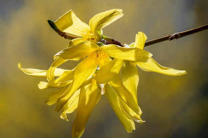 Forsythia is a deciduous shrub celebrated for its brilliant golden-yellow flowers that appear on bare branches in early spring, often heralding the