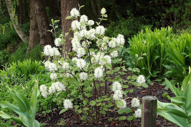 Fothergilla (Fothergilla major): The fragrant white blooms appear before the leaves in April and May, whilst the foliage turns brilliant shades of