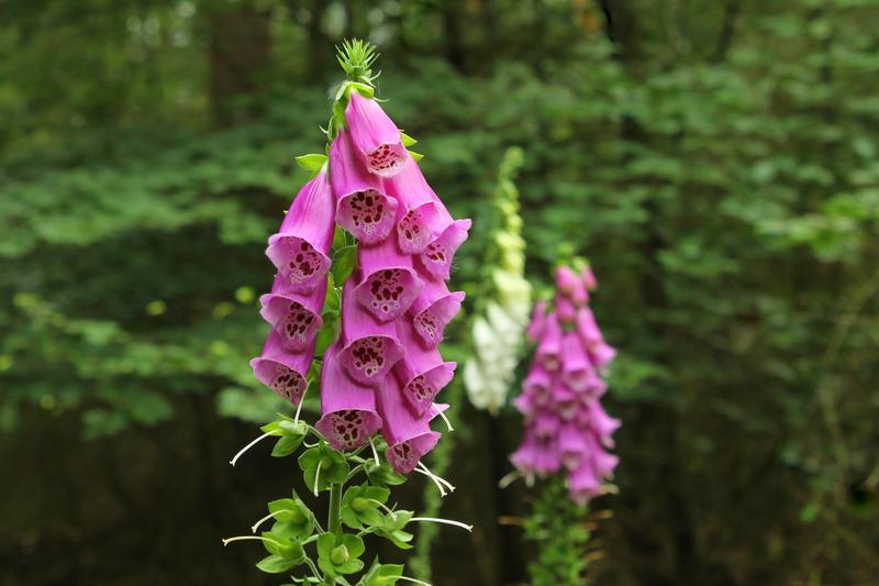 Foxglove is a classic British cottage garden biennial or short-lived perennial, producing tall spires of tubular flowers in shades of pink, purple