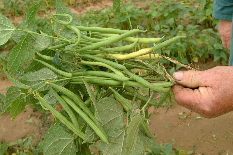 French beans are tender annual vegetables producing slender, edible pods on bushy or climbing plants with trifoliate leaves and white or pale purple