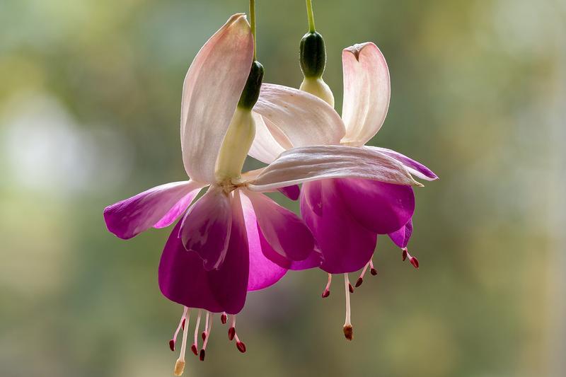 Fuchsias are beloved shrubs renowned for their elegant, pendulous flowers in shades of pink, purple, red, and white that bloom prolifically from late